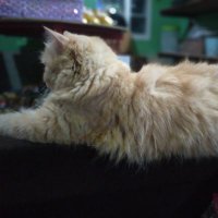 Chandao Kanongdee (@ckanongdee) 's Twitter Profile