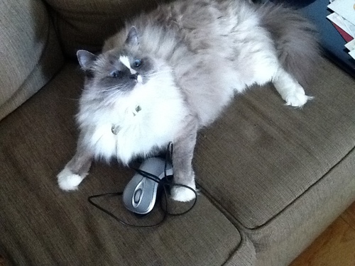 genYclopedia's profile picture. 