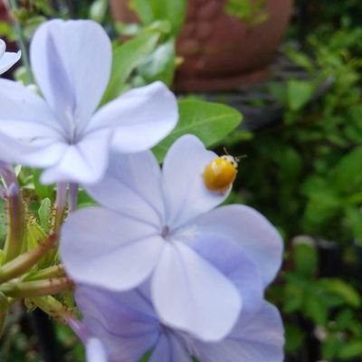 鳥が好き✨庭に咲く花も虫たちも✨野鳥・薔薇初心者🔰
マイケルファスベンダー•オードリー春日•赤楚君ファン💕
洋画•香港映画•海外ドラマ好き🎬そしてチェリ家🍒
2021年2/17セキセイインコのハルクインのハルヒくん♂
4/10オカメインコのルチノーのミモザちゃん♀をお迎えしました🐥✨
教育関係2児母オバサン✨