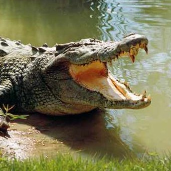 Proud Aussie saltwater crocodile. Lives in Kakadu National Park.