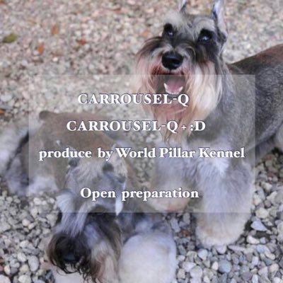 Carrousel Q D ポメちゃんの綺麗っ可愛いっカット ポメラニアン プードル ミニチュアシュナウザー トリミング サロン グルーミング Hydrapetsociety Trimming Grooming 埼玉 深谷 寄居 熊谷 男衾 超小型犬から超大型犬まで