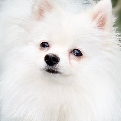 おもちのきもち Youtuber犬 Omochi Kimoti Twitter