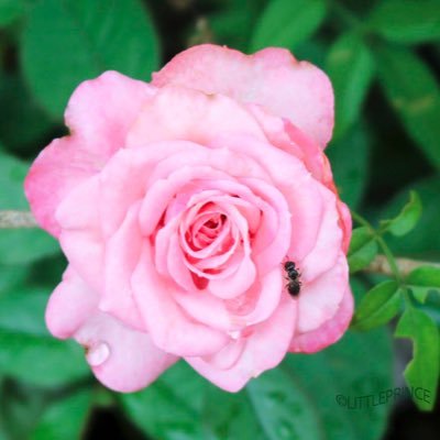 Littleprince773's profile picture. 趣味のガーデニングや旅行先で撮り溜めた風景です。 写真好きな人と繋がっていきたいです。 よろしくお願いします💕 勧誘が多いのでDMは反応しません。