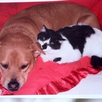 Elle Jay (@ellejayspetcare) 's Twitter Profile Photo