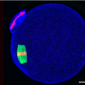 #OpenAccess peer-reviewed journal from @SRF_Repro @Bioscientifica. Publishing research & reviews on basic, translational & clinical #reproduction & #fertility.