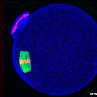 Reproduction and Fertility (@repro_fertility) 's Twitter Profile Photo Reproduction and Fertility (@repro_fertility) 's Twitter Profile Photo