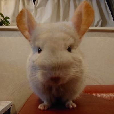 Shiruba2020's profile picture. 