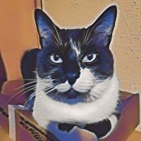 El gato Froilán (@elgatofroilan) 's Twitter Profile