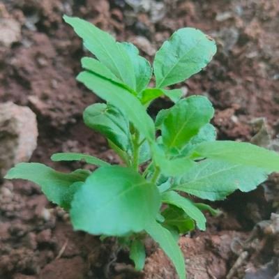 Bhumika30000's profile picture. 