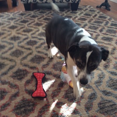 SheilaDaudelin's profile picture. Wife , Mom ,grandma .66 years. old . Working PT. Vote Democrat!