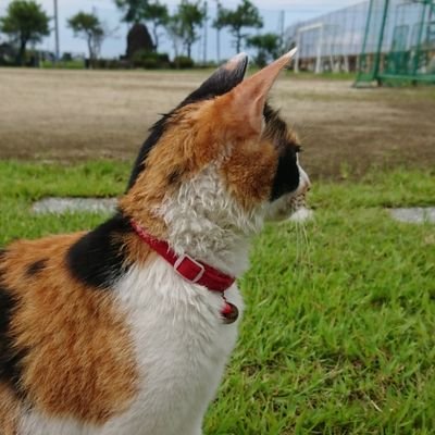 ネコ時々バイク。最近は下半身麻痺猫グーちゃん多め。
フォロワーさんが急に増えフォローバックが出来ておらずごめんなさい。
