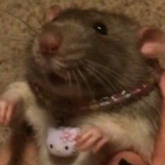 andzselikaaa's profile picture. id peg jesus/ rat enthusiast