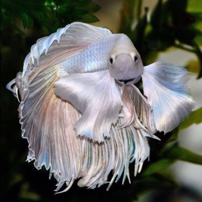 Treefrogia's profile picture. 21+, she/her, long-time lurker on the Internet, this’ll be mostly a place for me to save things that I enjoy or I find meaningful