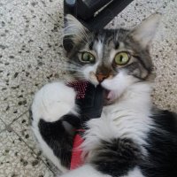 Marusco Petri (@petrimarusco) 's Twitter Profile Photo Marusco Petri (@petrimarusco) 's Twitter Profile Photo