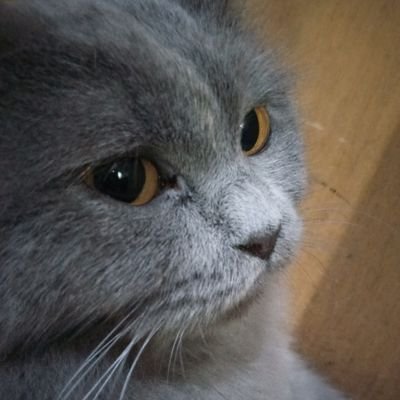 a5hu190's profile picture. 