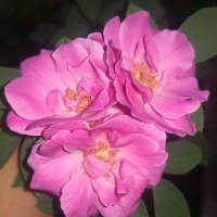 عبق الكلام (@omar1alsaadi1) 's Twitter Profile