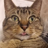 Bink Bonk (@binklebonkleboy) 's Twitter Profile Photo Bink Bonk (@binklebonkleboy) 's Twitter Profile Photo