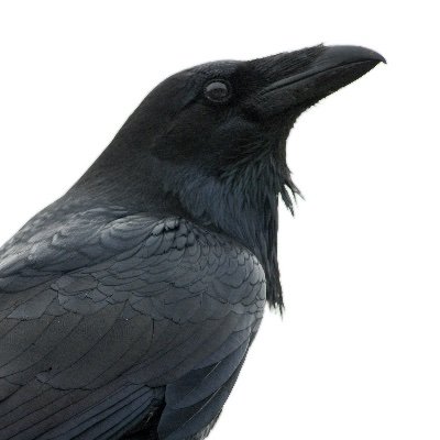 RyvynYoung's profile picture. Data Scientist