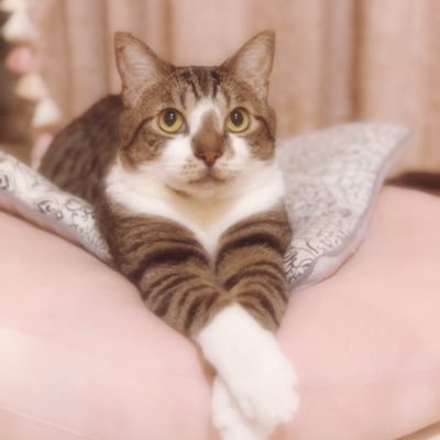 ねこねこ 今日の投稿アップしました よかったら見ていただけると喜びます 手作り猫のおやつ ささみジャーキー 作ってみた プチマレンギ使用 T Co Eujxubwudp Youtubeより