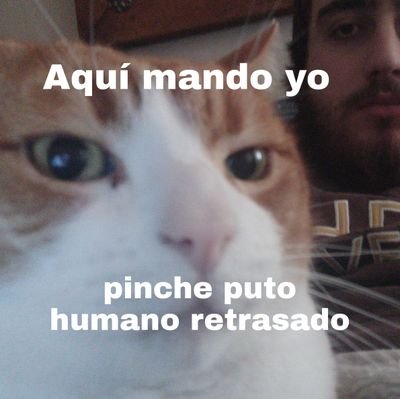 Quiero vivir en la salsaa,

La frase:estoy hasta los cojones,como lema de vida