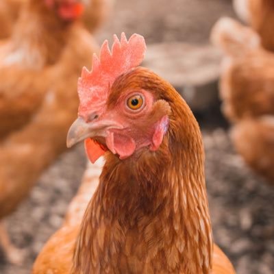 ChickenJunkyard's profile picture. Chicken Junkie