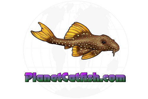 planetcatfish_'s profile picture. Official Twitter page for http://t.co/QxIFCgnD6B
