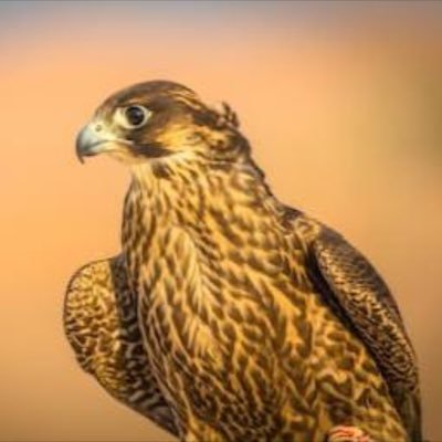 Gulf_Falcon_'s profile picture. 