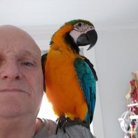 griffin my African grey parrot. (@griffinafrican) 's Twitter Profile