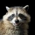 racacoonie (@racaccoonie) Twitter profile photo racacoonie (@racaccoonie) Twitter profile photo