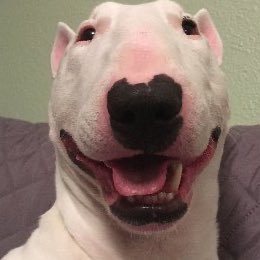 assburger_king's profile picture. 