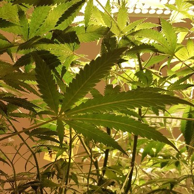Grower & Producer of CBD Oil
With Love from the beautiful island of Alderney