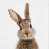 Lapin gris(@lapinougris) 's Twitter Profile Photo