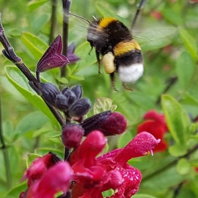 Nature and gardening enthusiast, citizen science supporter.