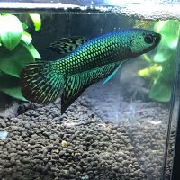 Yo-Shin-0913 (@yo_shin_chan) 's Twitter Profile