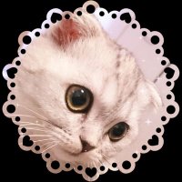 たんちゃん🐾DQX7.2済 (@tan6rd5) 's Twitter Profile Photo