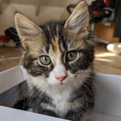 syntaxeks's profile picture. 