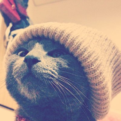 食べ歩きとゲームと歴史が好きです❣️おばあちゃん猫と生活しています🤗近頃、子アイアンと竜徹ラボになりました🥰北海道在住☃️ぐみぐみと一緒デス #木村徹二#竜徹日記