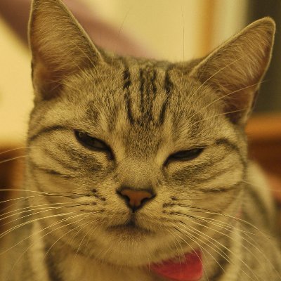 まにゃかぶ🐾さんのプロフィール画像
