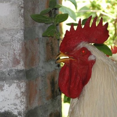 Hombre_Peluca's profile picture. 