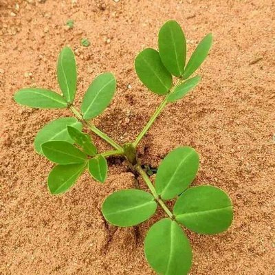 Solo35584437's profile picture. 