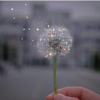 Rose (@ruzicatomljano1) 's Twitter Profile