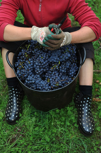 TVWR's profile picture. Tour the Tamar Valley Wine Route and taste delicious cool climate wines. 170km, 32 vineyards, 68 colourful characters.