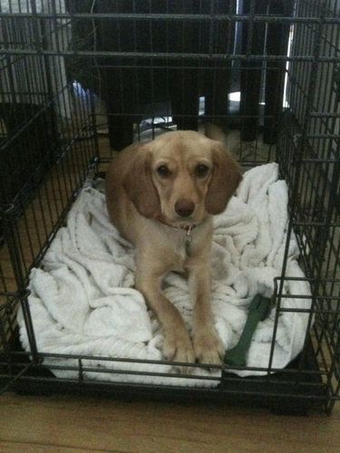 I'm a Beagle-Cocker Spaniel mix.  I love to play with my sis @greenlakemesa!