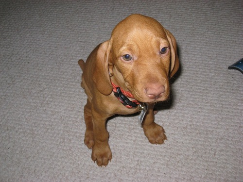 TiniAZ's profile picture. 