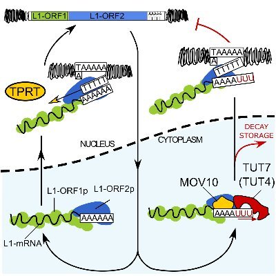 Posttranscriptional RNA metabolism. Uridylation, retrotranspozons. PI @ICHBPAN, PhD @mpi_nat (bpc), postdoc @PAN_akademia, @PTBiochemiczne & @RNASociety member.