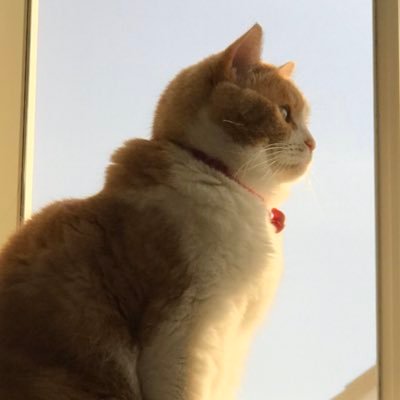 ROCOCO82131615's profile picture. 