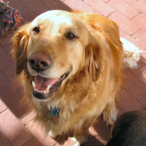 TrotterBravo's profile picture. Avoiding Argonauts since 2001.