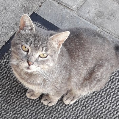 aletheia_fix's profile picture. Freedom fighter