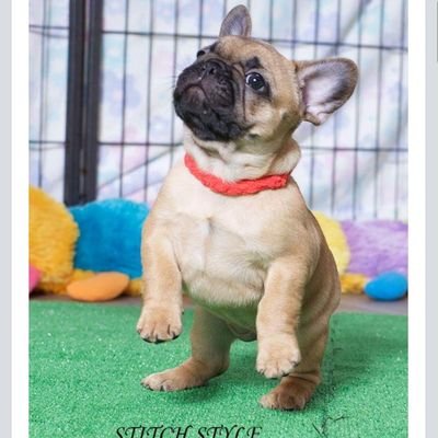 PSauvillers's profile picture. Uitgesproken mening en geëngageerd mens. Houdt niet van een kille maatschappij.  Tweets op persoonlijke titel. ❤️ Frenchies