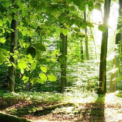 AdowRage's profile picture. @Adow